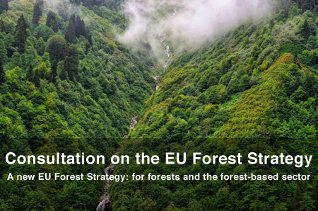 Nuova consultazione online “Una nuova strategia forestale dell'Unione europea: per le foreste e il settore forestale” 